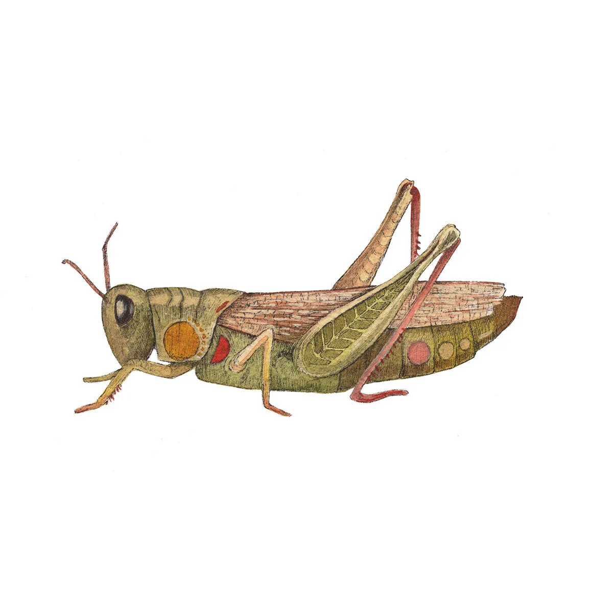 Bug Collection: Grasshopper 5x7 Print