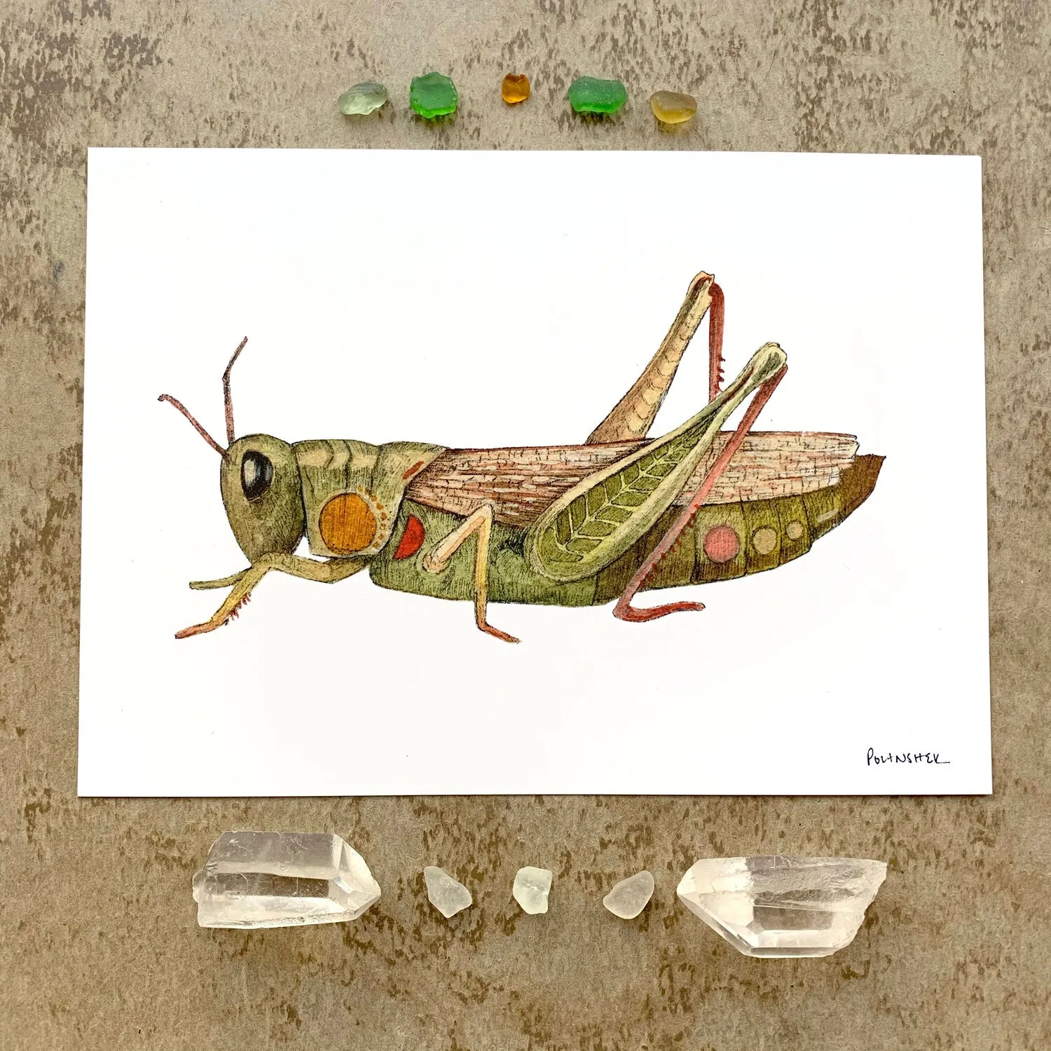 Bug Collection: Grasshopper 5x7 Print